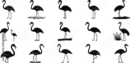 Flamingo Silhouettes vector, on white background.
