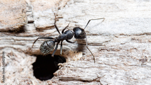 ant on the ground