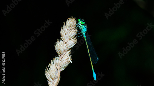 feather on blue background