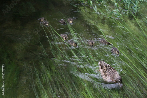 Obraz na plátně Mamma duck with swimming ducklings in green grass