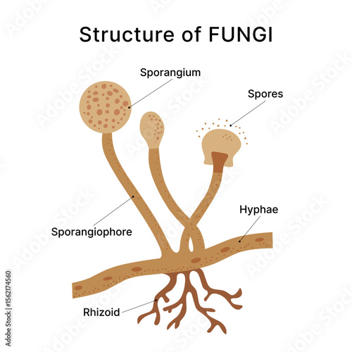 Illustrated Fungi Structure with Spores and Hyphae on White Background