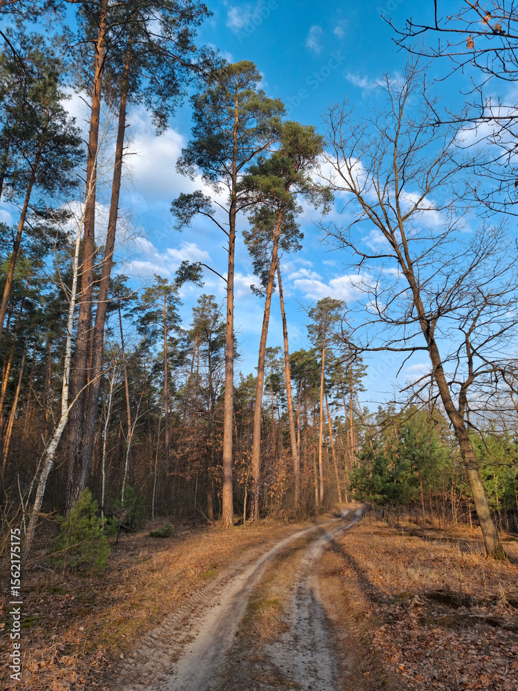 Trees in the beautiful forest. Road in the beautiful spring wood Trees in the beautiful forest. Road in the beautiful spring wood