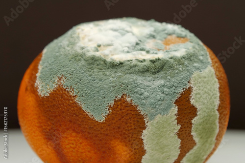 Overripe and rotten mandarin. Rotten tangerine covered with mold