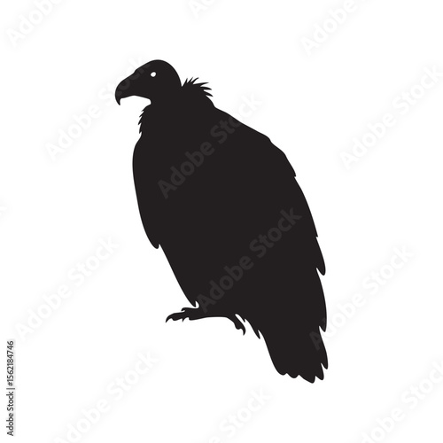 Black silhouette of a vulture standing with its head turned left isolated on white background silhouette
