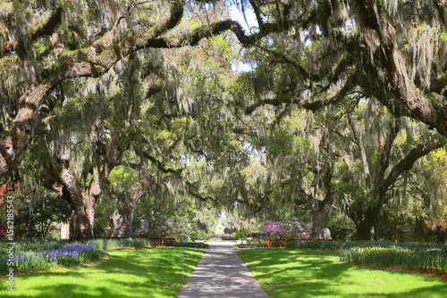 Beautiful southern low country garden scape of live oak trees, azaleas, and Spanish moos making an idealic serene antebellum atmosphere. 