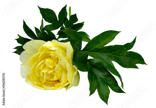 Peony yellow, close up, isolated on white background