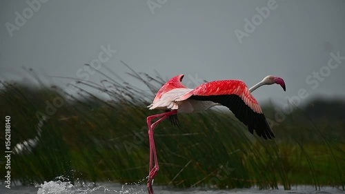 Injury flamingo 