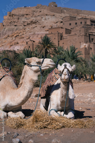 Resting Camels in Front of Ait Ben Haddou, Morocco – Traditional Desert Travel Scene