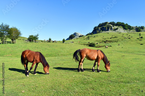 Horses in the meadows of Ar...