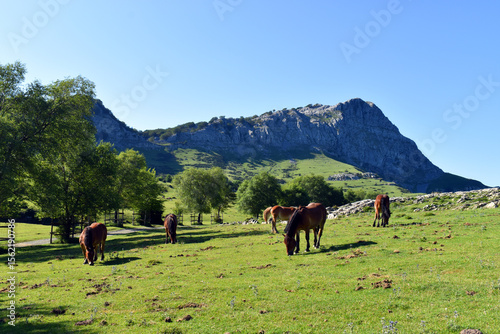 Horses in Arraba with Lekan...