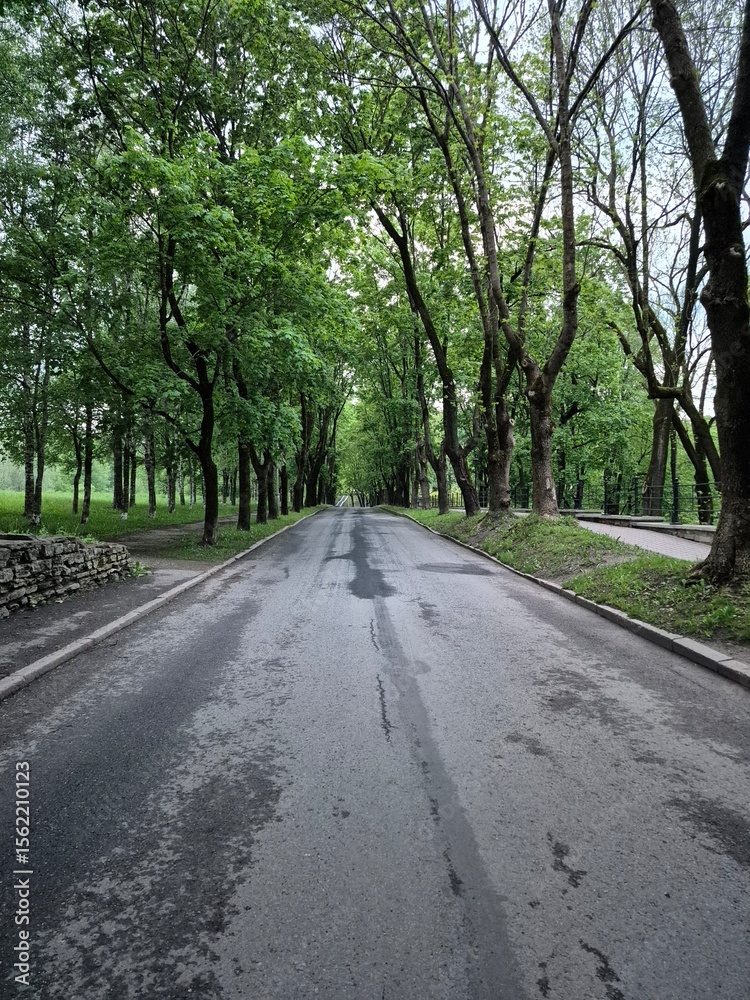 Fototapeta premium road in the forest