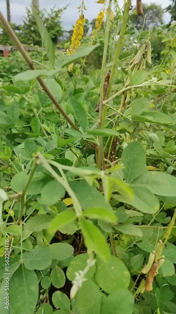 Close-up Green fresh leaves moving slowly by wind. Small leaves on the branches. Close-up Green fresh leaves moving slowly by wind. Small leaves on the branches.