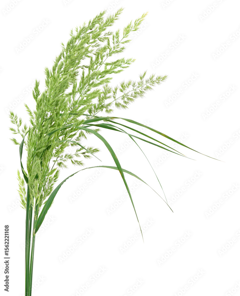 Fototapeta premium Green meadow grass with spikelets isolated.