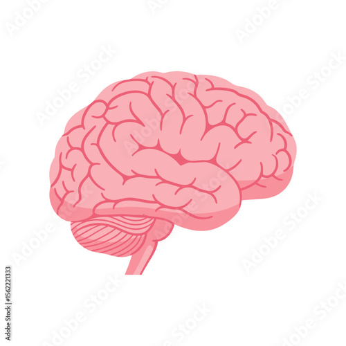 Realistic Human Brain Organ Vector Illustration - Pink Anatomy Neuroscience Graphic