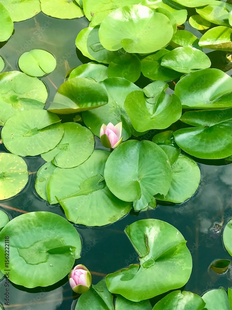 water lilies in the pond water lilies in the pond