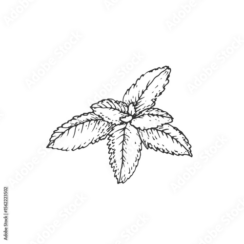 Mint branch. Vector illustration hand drawn with ink and isolated on white background. Object for label design