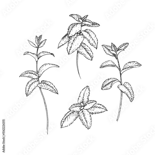Mint branches set. Vector illustrations hand drawn with ink and isolated on white background. Objects for label design