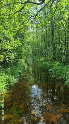 A peaceful forest stream gently flowing through vibrant green trees and vegetation. Perfect for meditation, relaxation or mindfulness backgrounds.