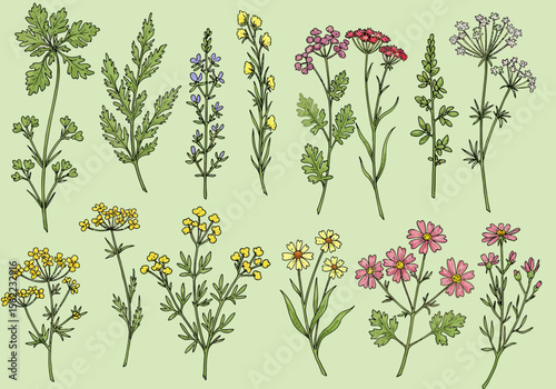 Botanical illustration 14 assorted flowering plant stems in varying shapescolors on light green background