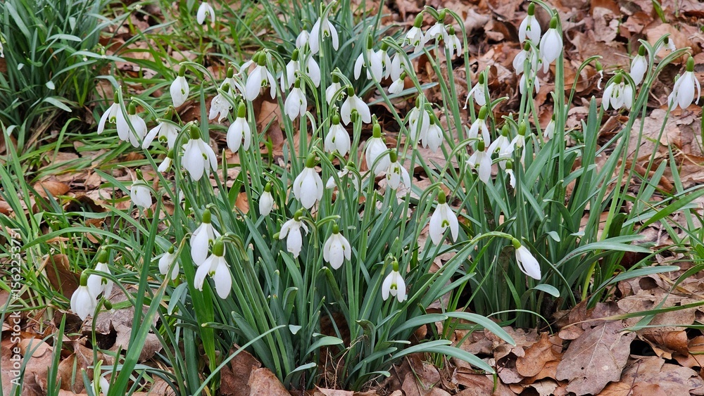 Fototapeta premium Cluster of White Snowdrop Flowers