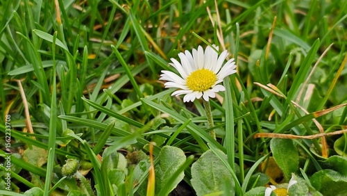 Close-up of a Daisy in Green Grass