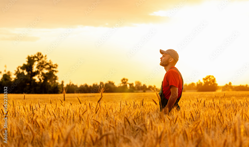 Fototapeta premium Male farm worker in cap standing in yellow cereal field at sunset