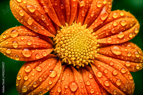 Macro capture of orange flower petals shimmering with dew in soft morning light.