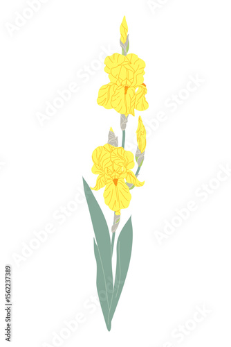 Simple Flowering Garden Plant Yellow Iris