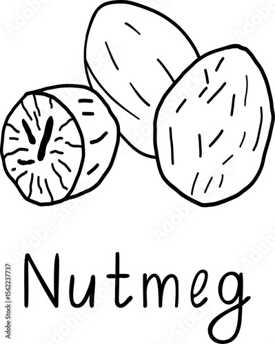 hand drawn spice. Nutmeg in sketch style. Black and isolated white background. Ingredient for bakery.