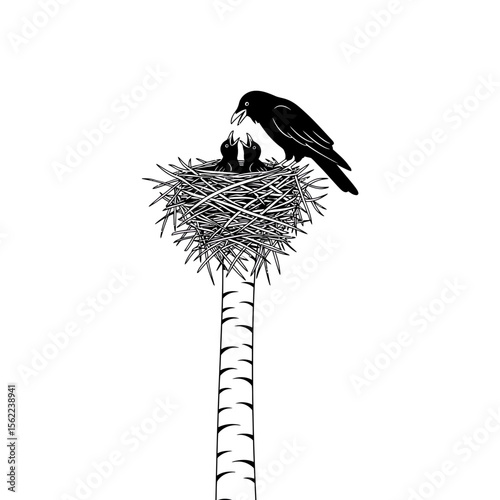 Raven feeding chicks in a nest atop a birch tree silhouette