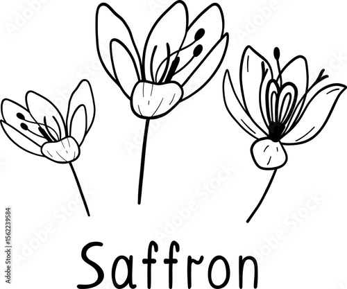 Monochrome vector saffron illustration. Saffron flowers isolated on white background.