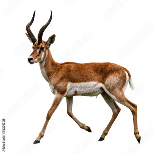 Magnificent pronghorn antelope showcasing unmatched speed and grace with its sleek tawny coat distinctive white markings and poised stance