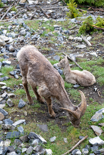 Wallpaper Mural Bighorn sheep in the mountains Torontodigital.ca