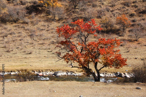 Uryuk (wild apricot) in autumn. Turgen River.