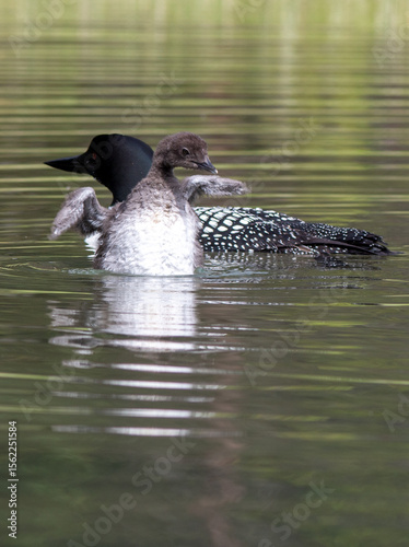 Wallpaper Mural Loonlet belly, with loon in background Torontodigital.ca