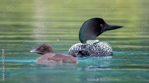 Wallpaper Mural Loon and loonlet on Emerald Lake, Yoho National Park, Banff, Canada, glacial lake Torontodigital.ca