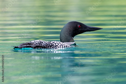 Wallpaper Mural Loon on lake, Emerald Lake, Banff Torontodigital.ca