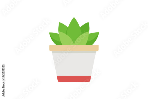 aloe vera plant in pot