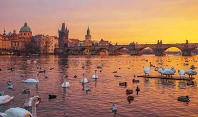 Fototapete Prag Golden sunset over Prague’s Charles Bridge with swans and ducks on the Vltava River, creating a serene and romantic atmosphere  © cristianbalate