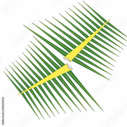 Realistic Coconut Palm Frond Illustration 