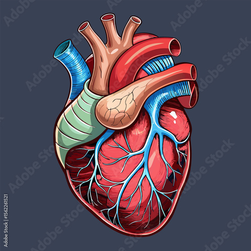 Detailed Anatomical Illustration of a Human Heart for Medical or Educational Use