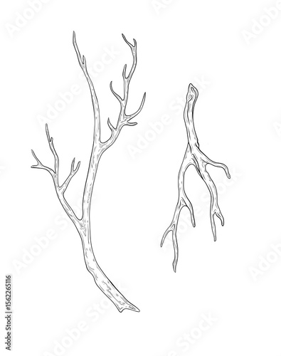 Vector set of branches. Hand drawn illustration with branches without leaves. Vector graphics, botanical realistic branches isolated on white background. Branch, snag. For design and decoration