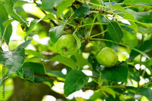Apples growing in the garden in summer, selective focus.