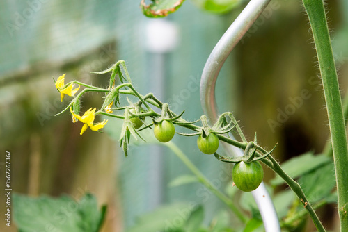 Tomatoes growing in the garden in summer, selective focus.