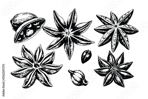 Star Anise Vector Engraving Set. Detailed Monochrome Botanical Illustrations of a Spice. Vintage Stipple & Hatching Style Icons & Symbols