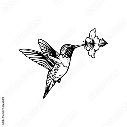 Hummingbird drinking nectar from a flower illustration silhouette
