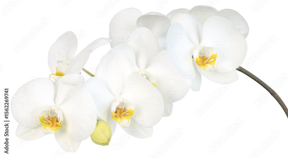 Fleurs d'orchidée phalaenopsis blanche Fleurs d'orchidée phalaenopsis blanche