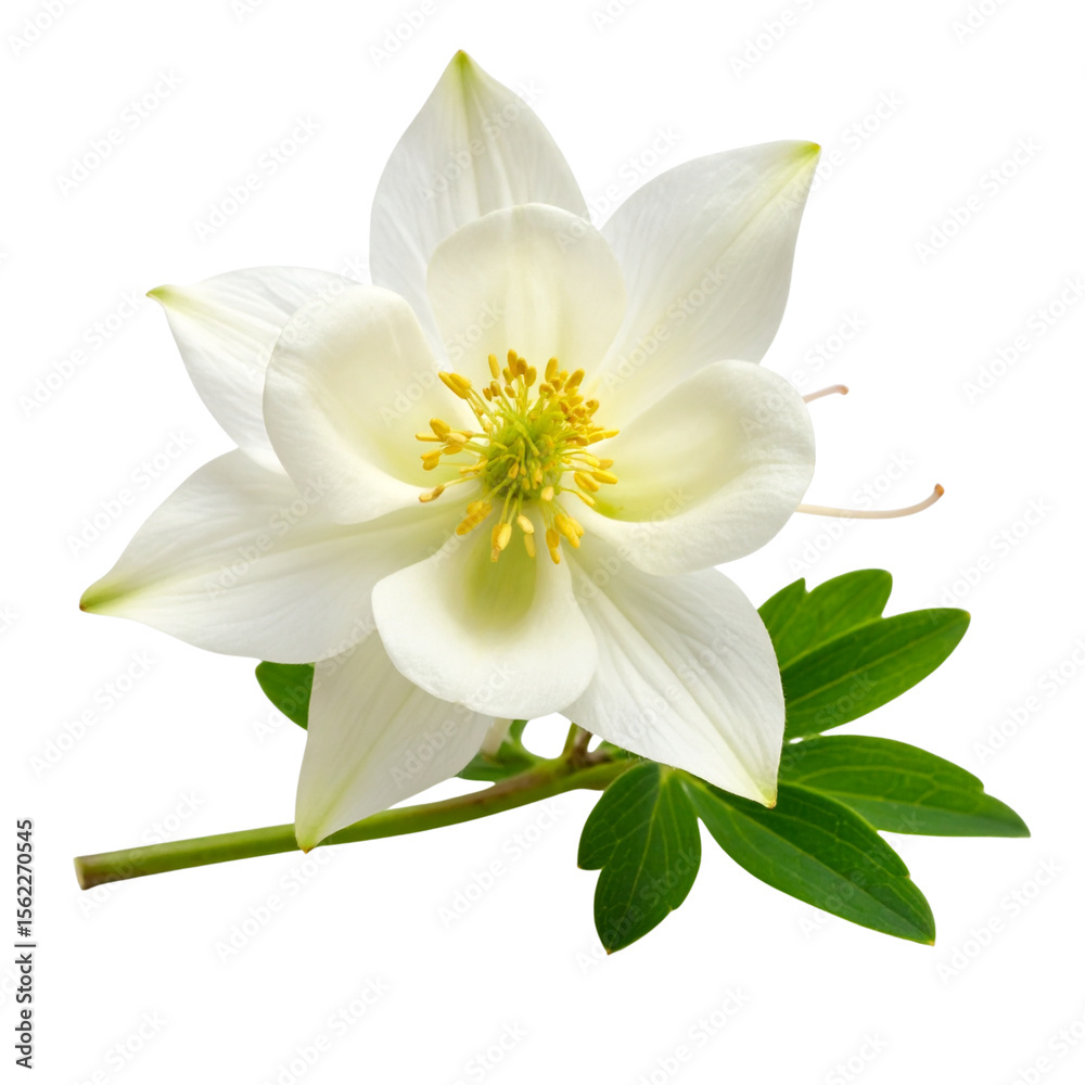 Obraz premium Minimalist Botanical Composition of White Columbine with Lush Foliage, White Background