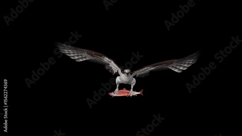 Osprey Hawk Raptor Bird With Caught Sockeye Salmon Fish - Flying Loop - Aerial Front Close Up View - Alpha Channel - Realistic Full HD 3D animation isolated on transparent background
