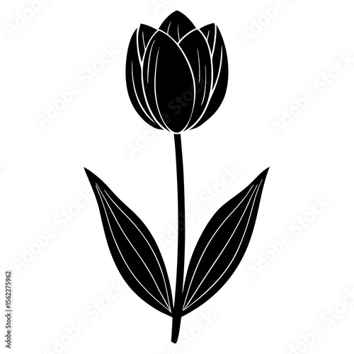 black and white tulip